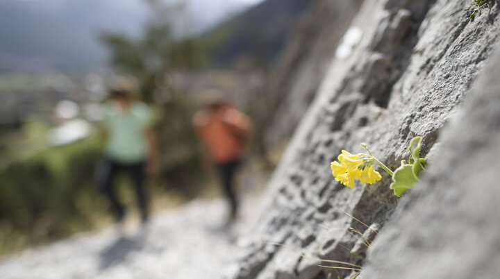 Eine unscharfe Wandergruppe, im Vordergrund eine gelbe Blüte | © DAV/Wolfgang Ehn